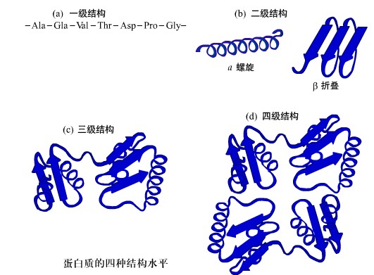 蛋白質(zhì)