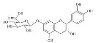 (-)-Epicatechin-7-beta-D-Glucuronide