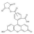 5(6)-Carboxyfluorescein N-Hydrosuccinimide ester