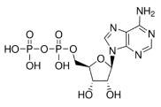 二磷酸腺苷標(biāo)準(zhǔn)品