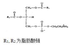 磷脂酰乙醇胺（蛋黃）對(duì)照品